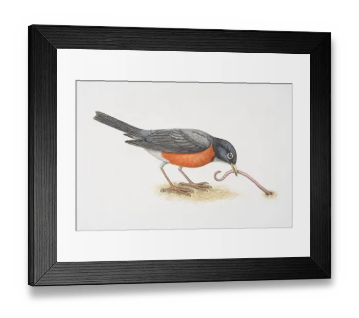 Framed Print : Turdus migratorius, American Robin pulling an earthworm out of the ground with its beak, side view Framed Print : Turdus migratorius, American Robin pulling an earthworm out of the ground with its beak, side view