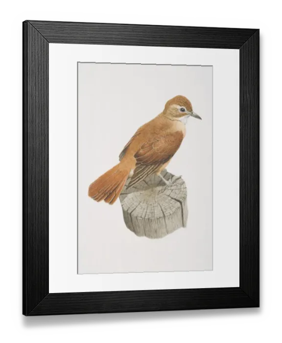 Framed Print : Seiurus aurocapillus, Ovenbird perched on tree stump Framed Print : Seiurus aurocapillus, Ovenbird perched on tree stump