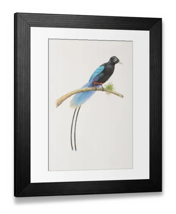 Framed Print : Paradisaea rudolphi, Blue Bird of Paradise perched on a tree branch Framed Print : Paradisaea rudolphi, Blue Bird of Paradise perched on a tree branch