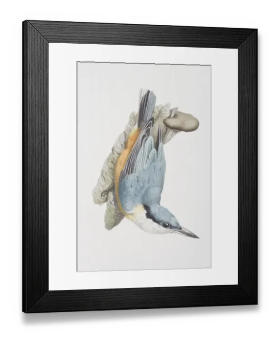Framed Print : Sitta europaea, Eurasian Nuthatch perched on a rock looking up, side view