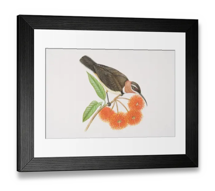 Framed Print : Acanthorhynchus supercilio, Western Spinebill perched on a tree twig by red gum flowers Framed Print : Acanthorhynchus supercilio, Western Spinebill perched on a tree twig by red gum flowers