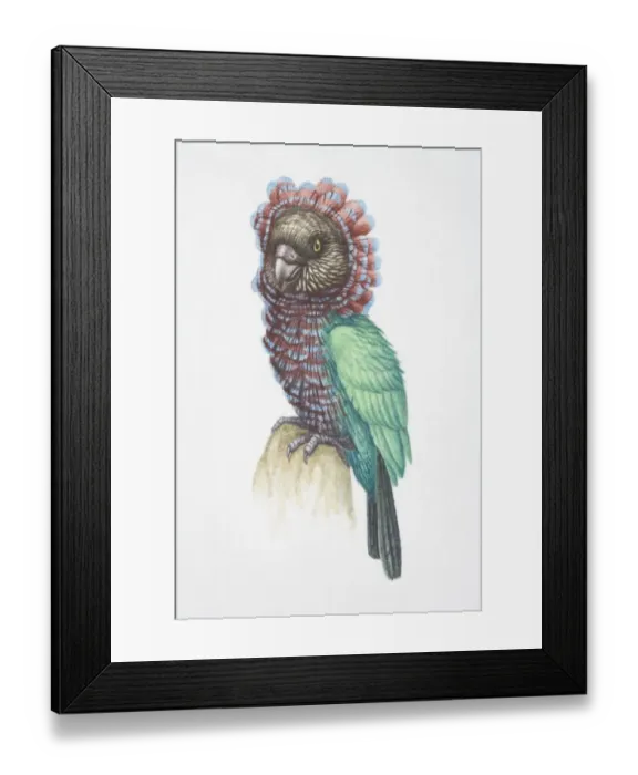 Framed Print : Deroptyus accepitrinus, Red-fan Parrot perched on a rock Framed Print : Deroptyus accepitrinus, Red-fan Parrot perched on a rock