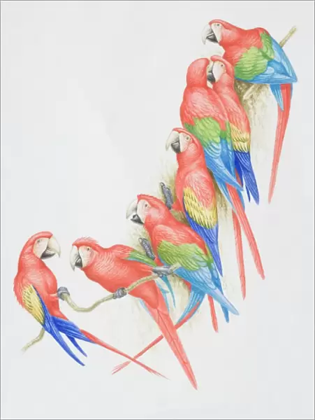 Ara chloroptera and ara macao, Green-winged and Scarlet Macaws perched on a tree branch
