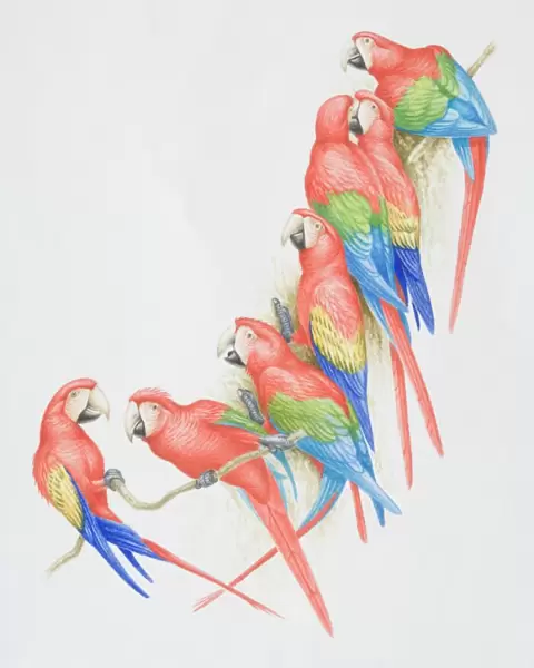 Ara chloroptera and ara macao, Green-winged and Scarlet Macaws perched on a tree branch