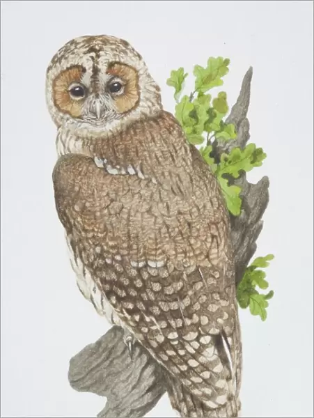 Strix aluco, Tawny Owl perched on tree branch