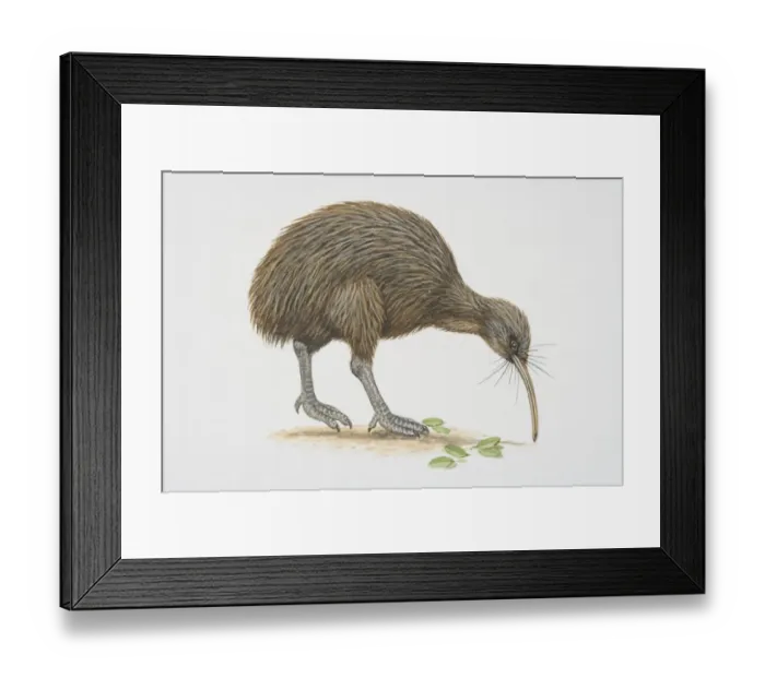 Framed Print : Apteryx australis, Brown Kiwi, side view Framed Print : Apteryx australis, Brown Kiwi, side view