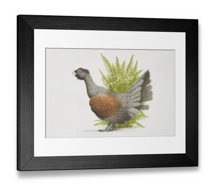 Framed Print : Tetrao urogallusm, Western Capercaillie, side view Framed Print : Tetrao urogallusm, Western Capercaillie, side view