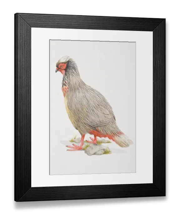 Framed Print : Ithaginis cruentus, Blood Pheasant, side view Framed Print : Ithaginis cruentus, Blood Pheasant, side view