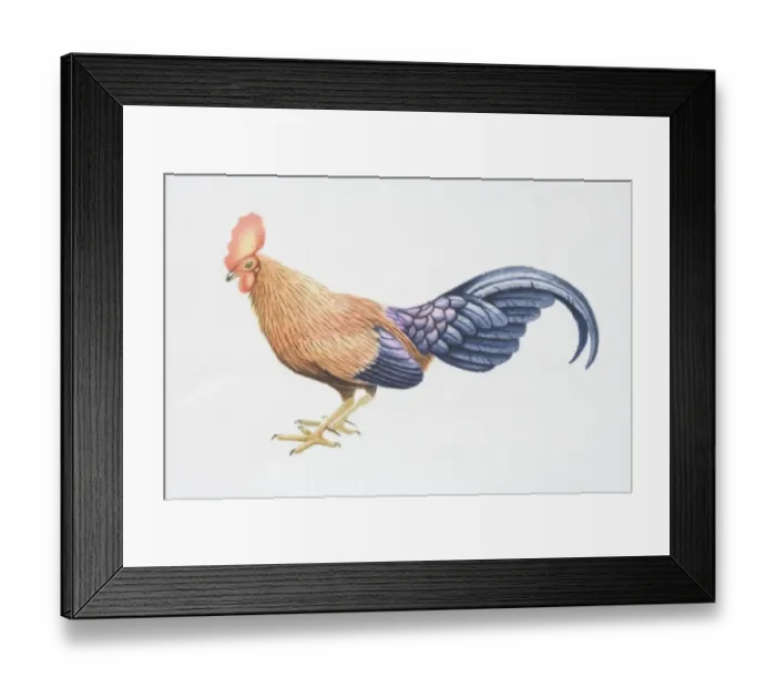 Framed Print : Gallus lafayeti, Sri Lankan Jungle-fowl, side view Framed Print : Gallus lafayeti, Sri Lankan Jungle-fowl, side view