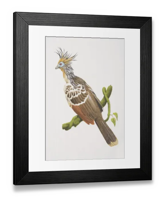 Framed Print : Opisthocomus hoatzin, Hoatzin perched on a tree branch, side view