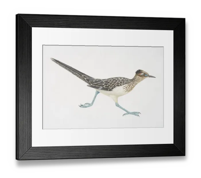 Framed Print : Geoccyx californianus, running Greater Roadrunner, side view Framed Print : Geoccyx californianus, running Greater Roadrunner, side view