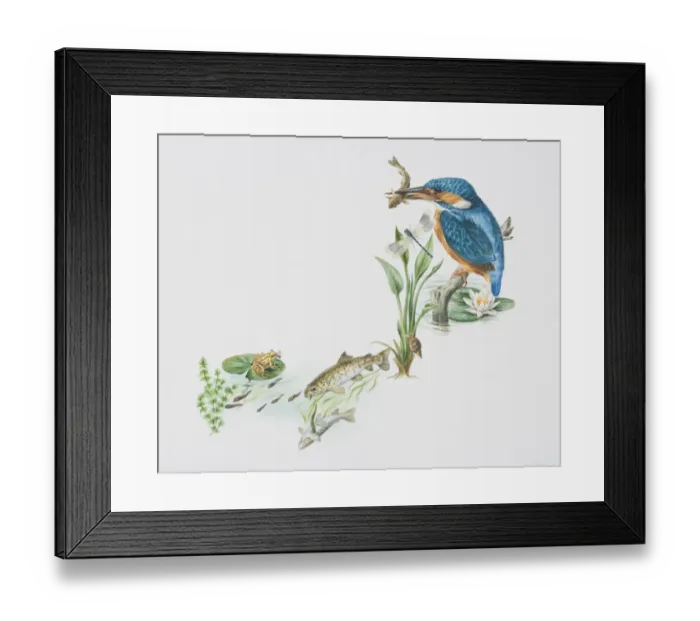 Framed Print : Alcedo atthis, European kingfisher perched on pond stump with a fish in its beak, snail and dragonfly perched on a green stalk, water lily Framed Print : Alcedo atthis, European kingfisher perched on pond stump with a fish in its beak, snail and dragonfly perched on a green stalk, water lily