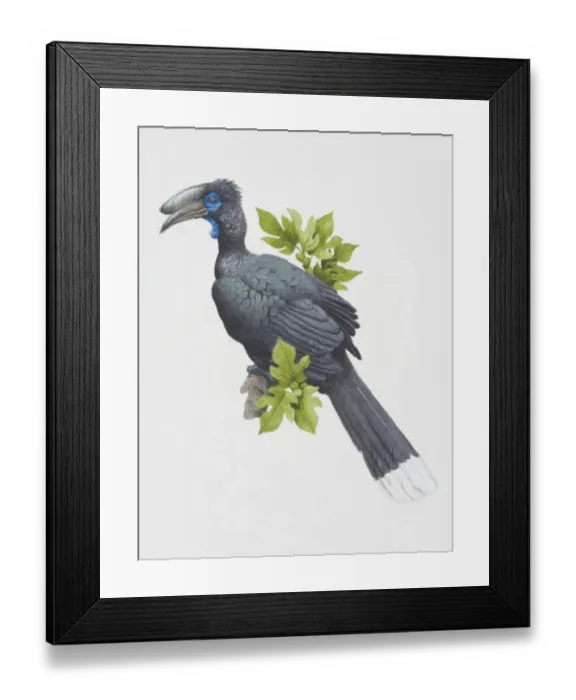 Framed Print : Ceratogymna atrata, Wattled Black Hornbill perched on a leafy tree branch, side view Framed Print : Ceratogymna atrata, Wattled Black Hornbill perched on a leafy tree branch, side view