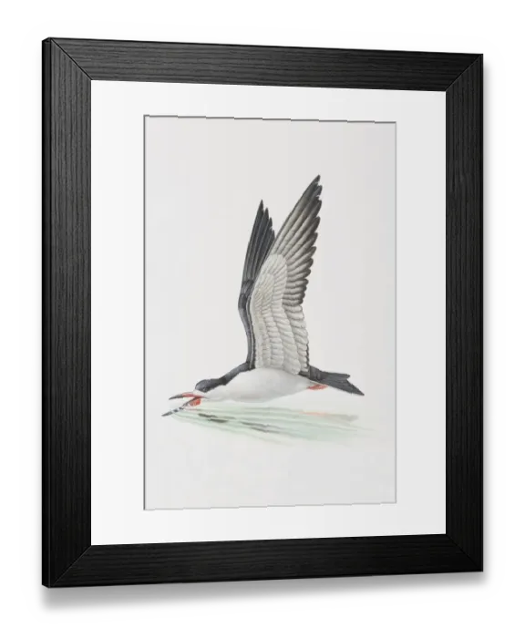 Framed Print : Rynchops niger, Black Skimmer dipping its beak into shallow water in mid-flight