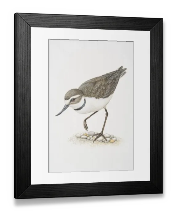 Framed Print : Anarhynchus frontalis, wrybill standing on one leg Framed Print : Anarhynchus frontalis, wrybill standing on one leg