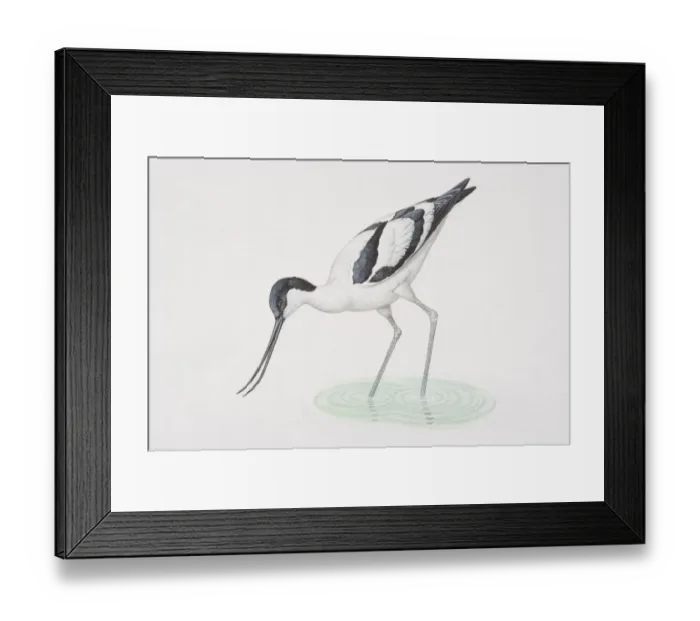 Framed Print : Recurvirostra avosetta, Pied Avocet wading and bending to dip its beak in water, side view Framed Print : Recurvirostra avosetta, Pied Avocet wading and bending to dip its beak in water, side view