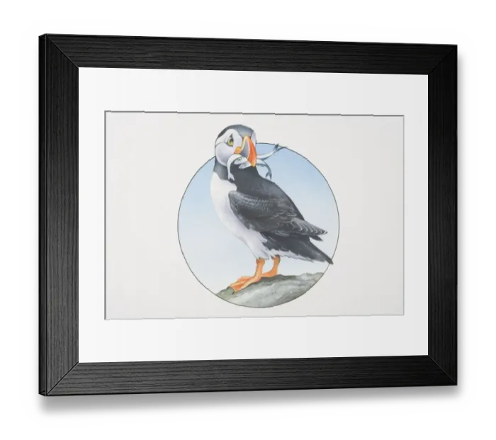Framed Print : Fratercula arctica, Atlantic Puffin perched on a rock holding fish in its beak Framed Print : Fratercula arctica, Atlantic Puffin perched on a rock holding fish in its beak