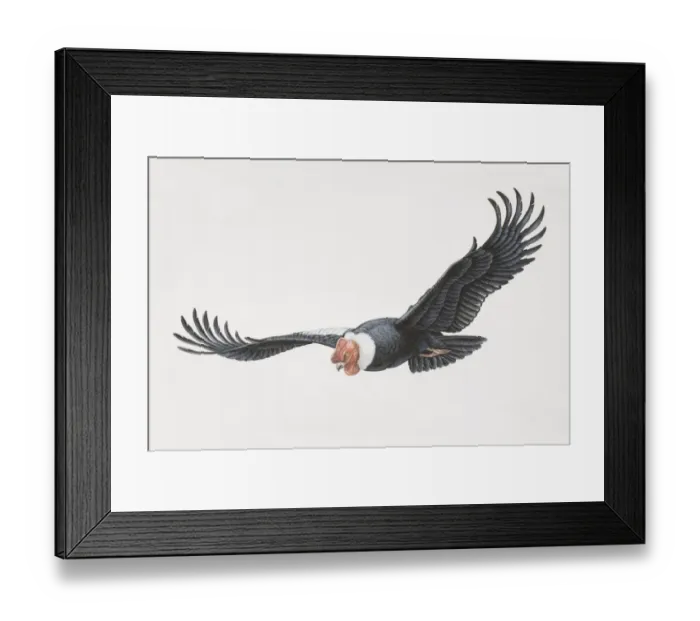 Framed Print : Vultur gryphus, Andean Condor in flight