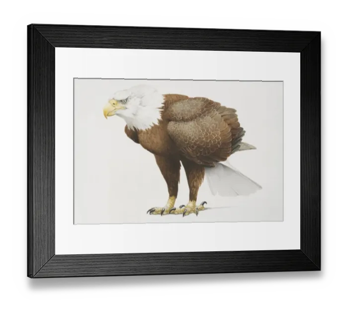 Framed Print : Haliaeetus leucocephalus, side view of bald head eagle with white head and brown body Framed Print : Haliaeetus leucocephalus, side view of bald head eagle with white head and brown body
