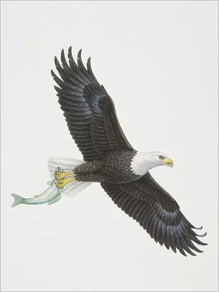Haliaeetus leucocephalus, flying Bald eagle holding a fish in its talons