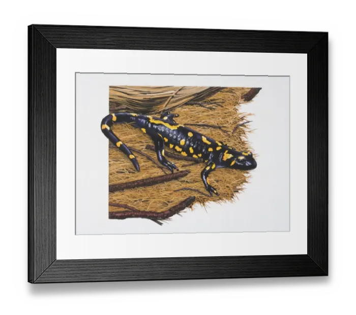 Framed Print : Fire salamander, Salamandra salamandra, black with yellow markings