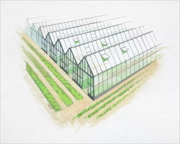 Row of greenhouses