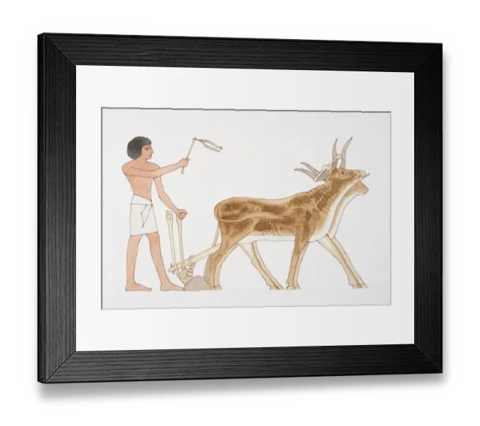 Framed Print : Man in loincloth ploughing with harnessed oxen, side view Framed Print : Man in loincloth ploughing with harnessed oxen, side view