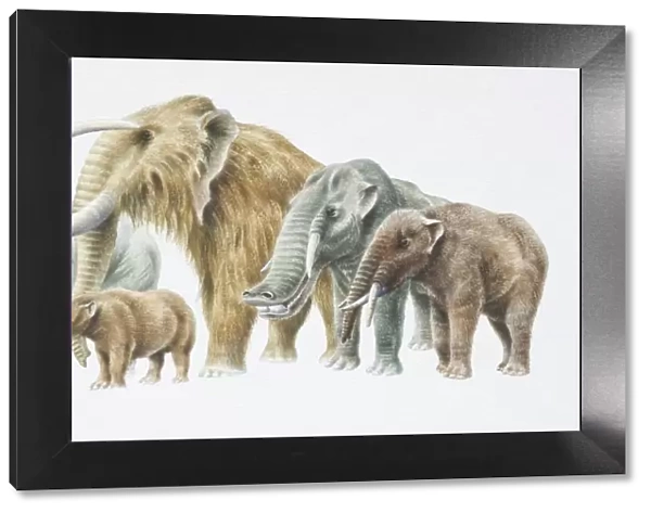 African Elephant, back, extreme left, Moenitherium, Woolly Mammoth, Platybelodon and Trilophodon