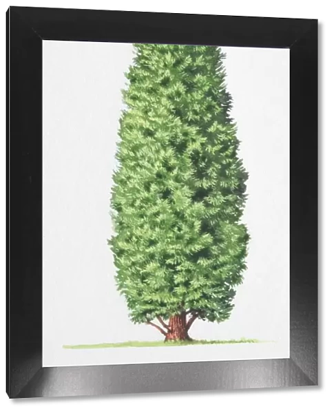 Leyland Cypress, x Cupressocyparis leylandii, tree front view