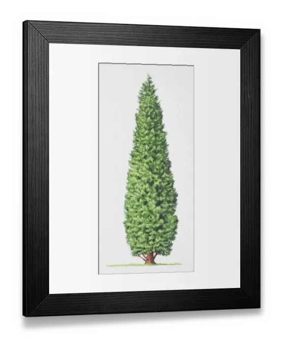 Framed Print : Leyland Cypress, x Cupressocyparis leylandii, tree front view Framed Print : Leyland Cypress, x Cupressocyparis leylandii, tree front view