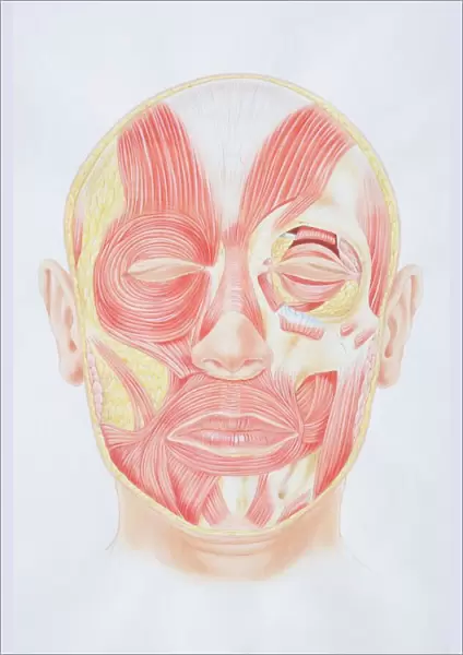 Diagram of facial muscles, front view
