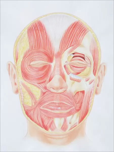 Diagram of facial muscles, front view