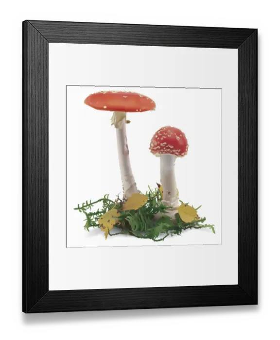 Framed Print : Red Aspen Bolete, Leccinum aurantiacum, two red capped mushrooms, front view Framed Print : Red Aspen Bolete, Leccinum aurantiacum, two red capped mushrooms, front view