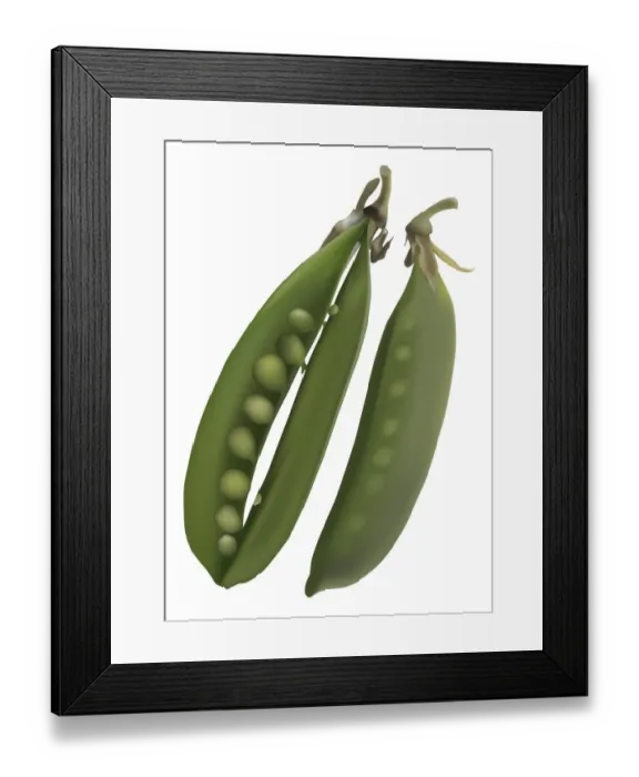 Framed Print : Smooth green snow pea pods, one of which is open to reveal the row of small pale green peas inside Framed Print : Smooth green snow pea pods, one of which is open to reveal the row of small pale green peas inside