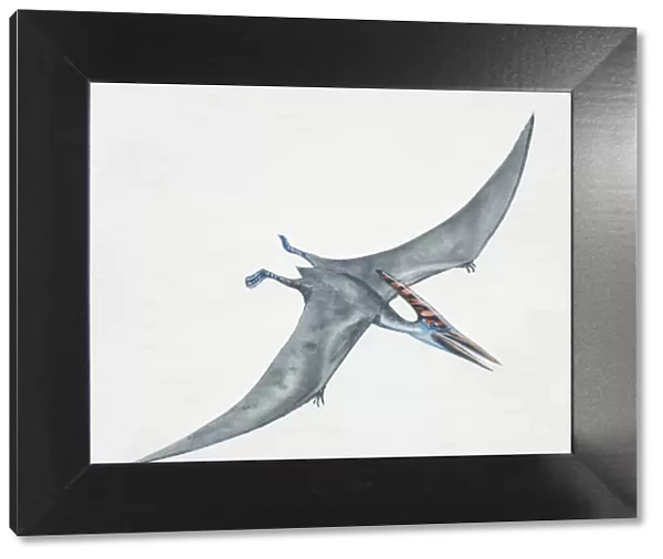 Pteranodon gliding, side view