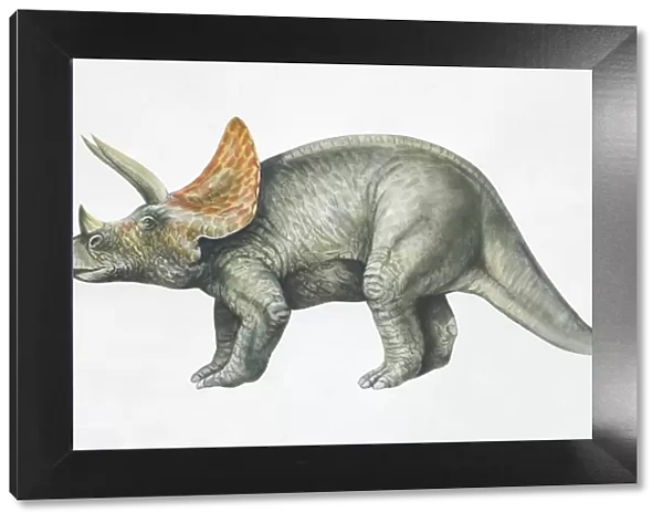 Triceratops, side view