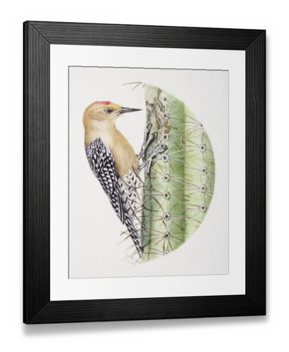 Framed Print : Gila Woodpecker, Melanerpes uropygialis, pecking at a cactus Framed Print : Gila Woodpecker, Melanerpes uropygialis, pecking at a cactus
