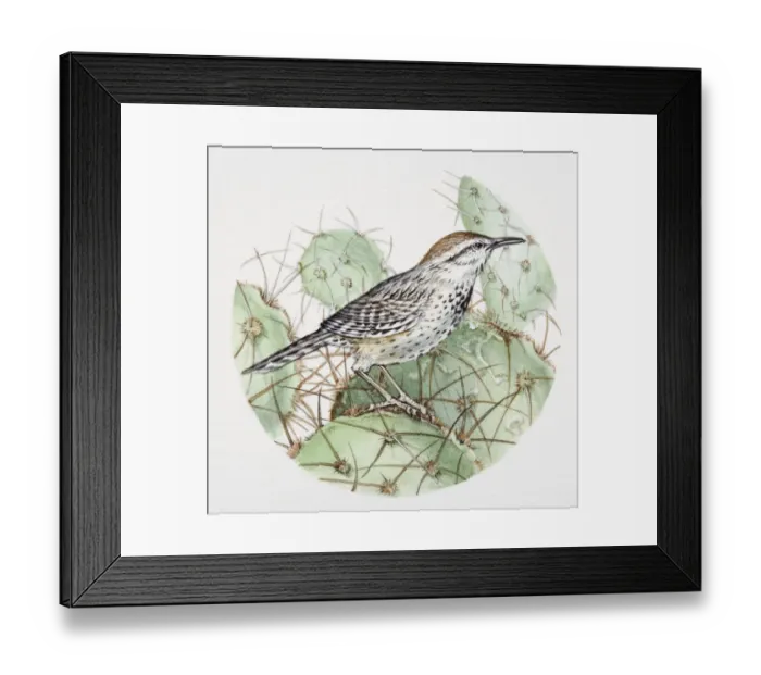 Framed Print : Cactus Wren, Campylorhynchus brunneicapillus, side view Framed Print : Cactus Wren, Campylorhynchus brunneicapillus, side view