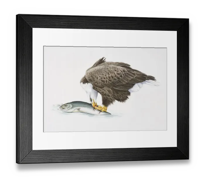 Framed Print : Bald Eagle, Haliaeetus leucocephalus, eating fish