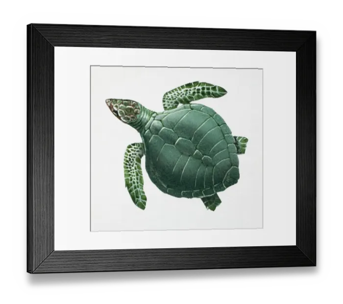 Framed Print : Pacific Ridley Turtle, Lepidochelys olivacea, side view