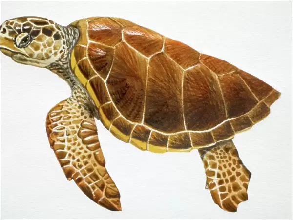 Loggerhead Turtle, Caretta caretta, side view