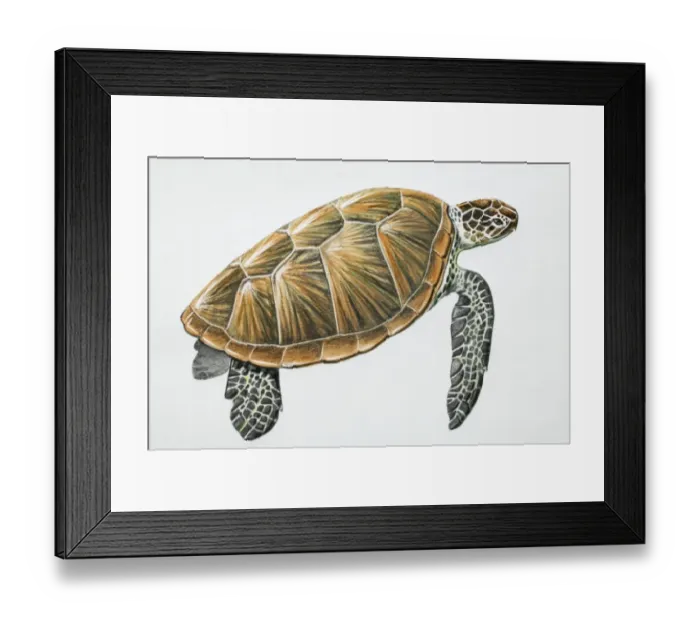 Framed Print : Green Turtle, Chelonia mydas, side view Framed Print : Green Turtle, Chelonia mydas, side view
