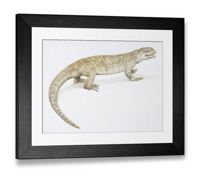 Framed Print : A brown Monitor Lizard with a long tail, side view Framed Print : A brown Monitor Lizard with a long tail, side view
