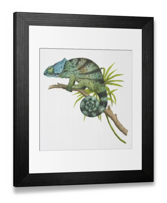 Framed Print : Parsons Chameleon, Calumma parsonii, side view Framed Print : Parsons Chameleon, Calumma parsonii, side view