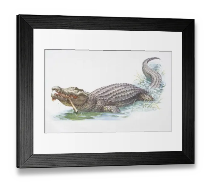 Framed Print : American Alligator, Alligator mississippiensis, eating leg Framed Print : American Alligator, Alligator mississippiensis, eating leg