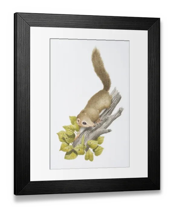 Framed Print : Tree Shrew, Tupaia sp. on a branch Framed Print : Tree Shrew, Tupaia sp. on a branch