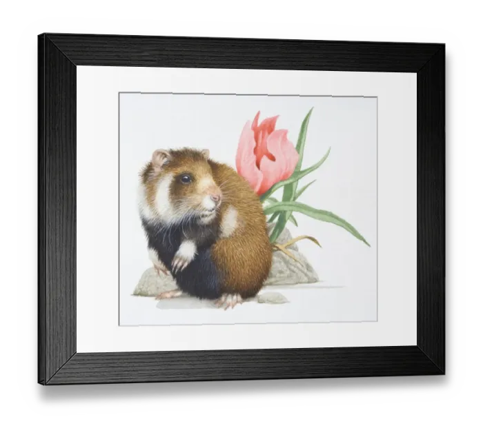 Framed Print : Common Hamster, Cricetus cricetus, front view Framed Print : Common Hamster, Cricetus cricetus, front view
