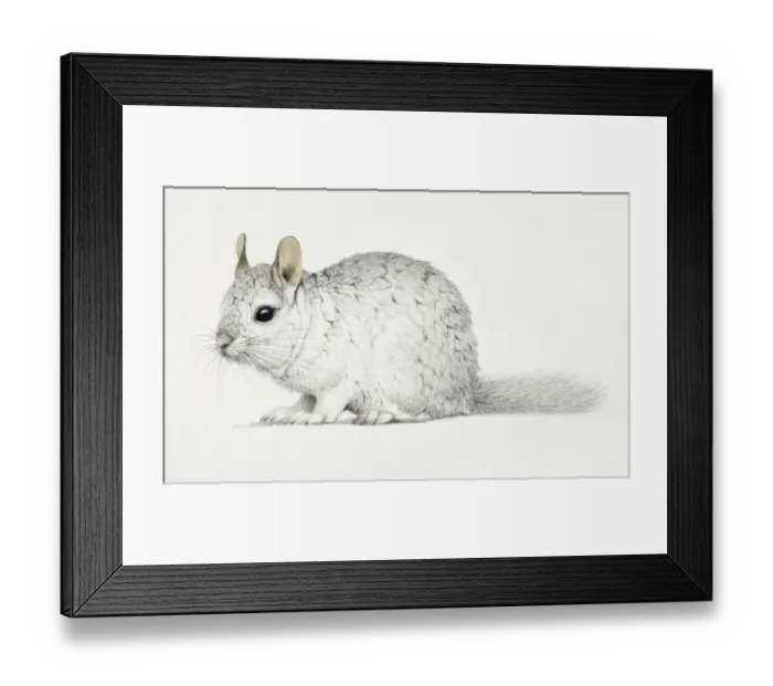 Framed Print : Chinchilla, Chinchilla lanigera with a thick white fur coat Framed Print : Chinchilla, Chinchilla lanigera with a thick white fur coat