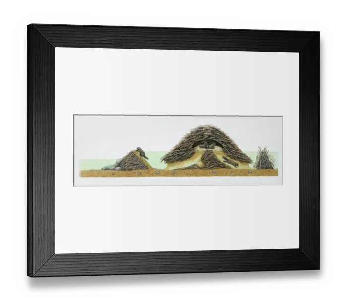 Framed Print : American Beaver, Castor canadensis, cross-section of beavers in their dam Framed Print : American Beaver, Castor canadensis, cross-section of beavers in their dam