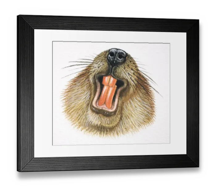 Framed Print : American Beaver, Castor canadensis, beaver showing its teeth Framed Print : American Beaver, Castor canadensis, beaver showing its teeth